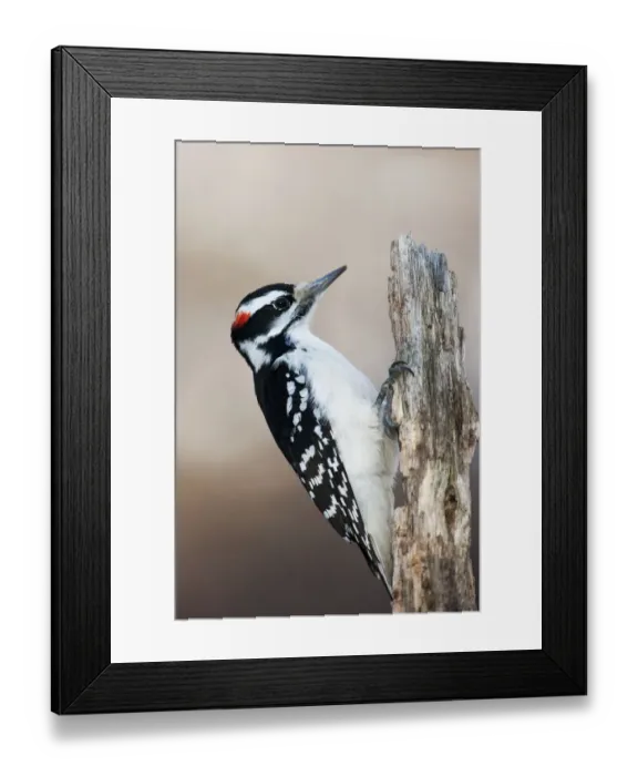 Framed Print : Hairy woodpecker portrait Framed Print : Hairy woodpecker portrait