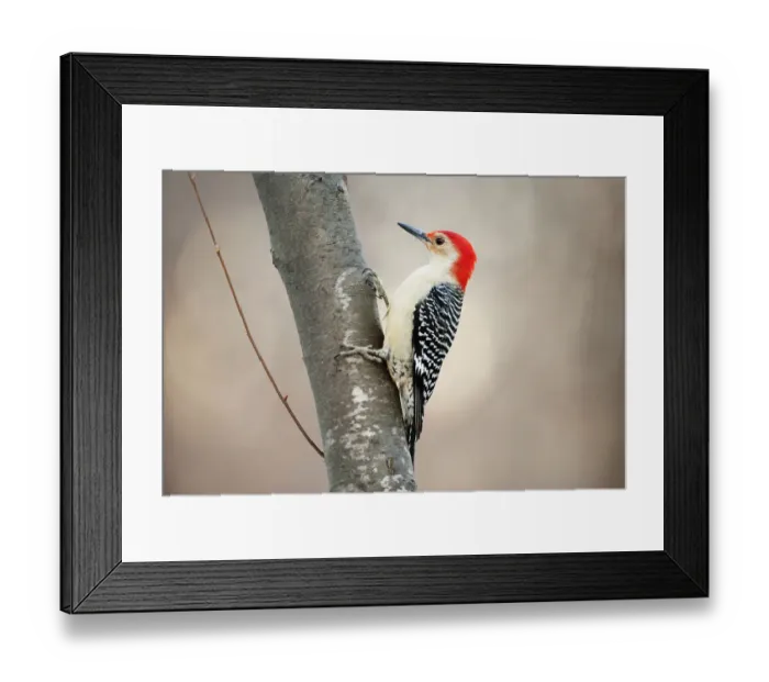 Framed Print : Red-bellied woodpecker Framed Print : Red-bellied woodpecker