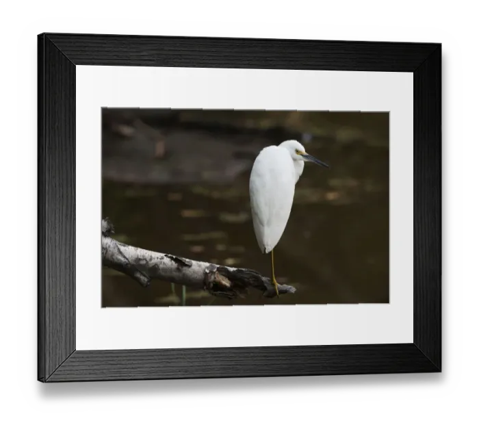 Framed Print : Snowy egret at pond Framed Print : Snowy egret at pond