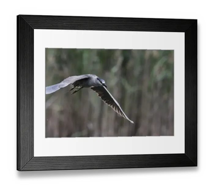 Framed Print : black-crowned night heron in flight Framed Print : black-crowned night heron in flight
