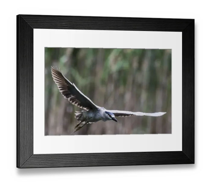Framed Print : Black-crowned night heron flight Framed Print : Black-crowned night heron flight