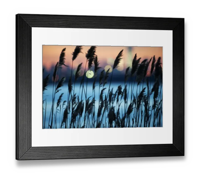Framed Print : Reeds and city lights at night Framed Print : Reeds and city lights at night