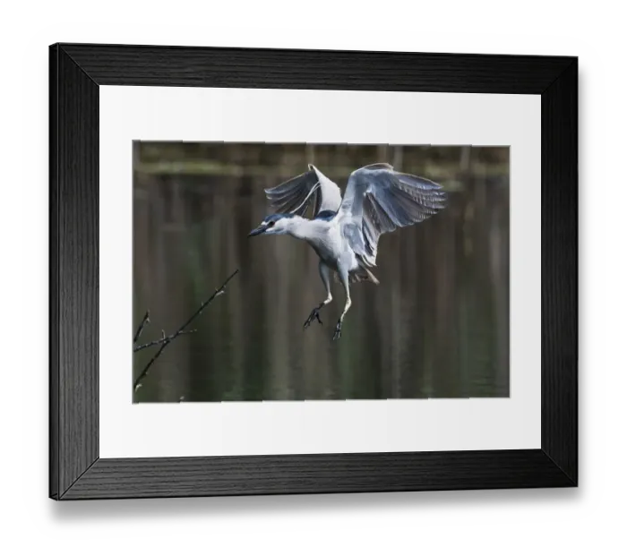 Framed Print : Black crowned night heron ready to land Framed Print : Black crowned night heron ready to land