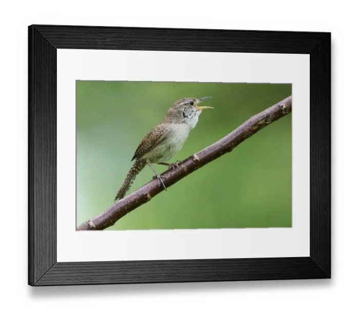 Framed Print : House wren singing Framed Print : House wren singing