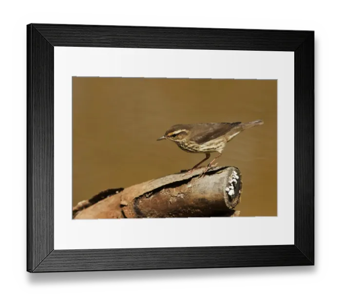 Framed Print : Northern waterthrush foraging Framed Print : Northern waterthrush foraging