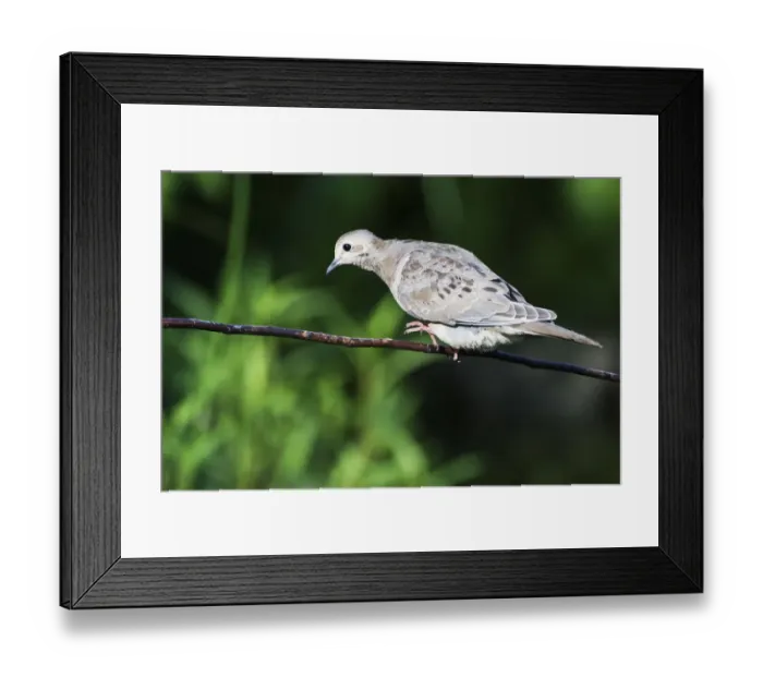 Framed Print : First year fledgling mourning dove