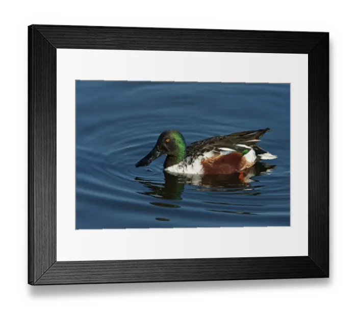 Framed Print : Drake northern shoveler in late autumn