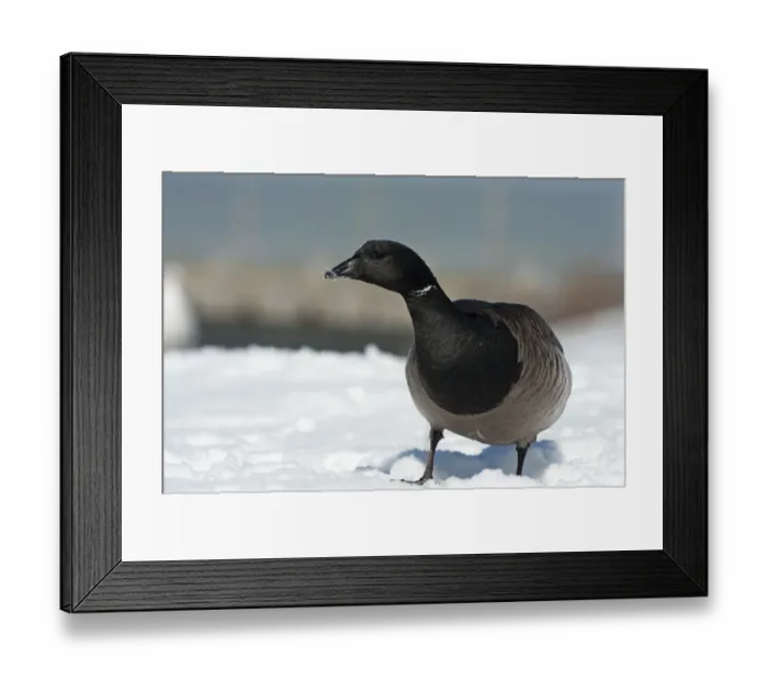 Framed Print : Brant goose in winter Framed Print : Brant goose in winter