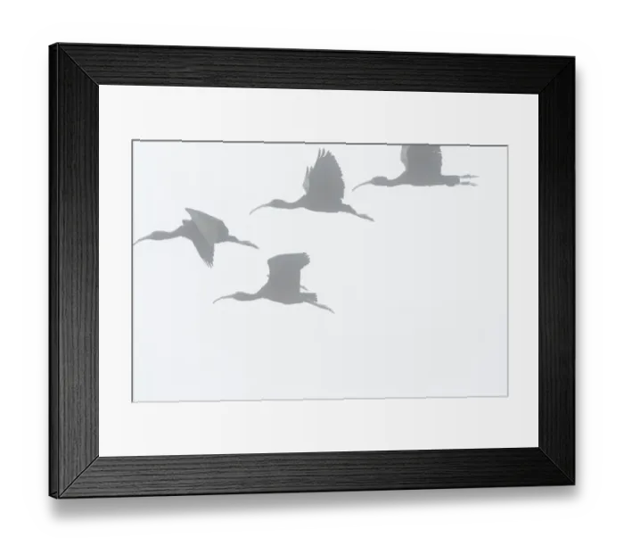 Framed Print : Glossy ibis flight silhouette on a foggy morning Framed Print : Glossy ibis flight silhouette on a foggy morning