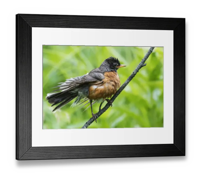 Framed Print : First year fledgling robin Framed Print : First year fledgling robin