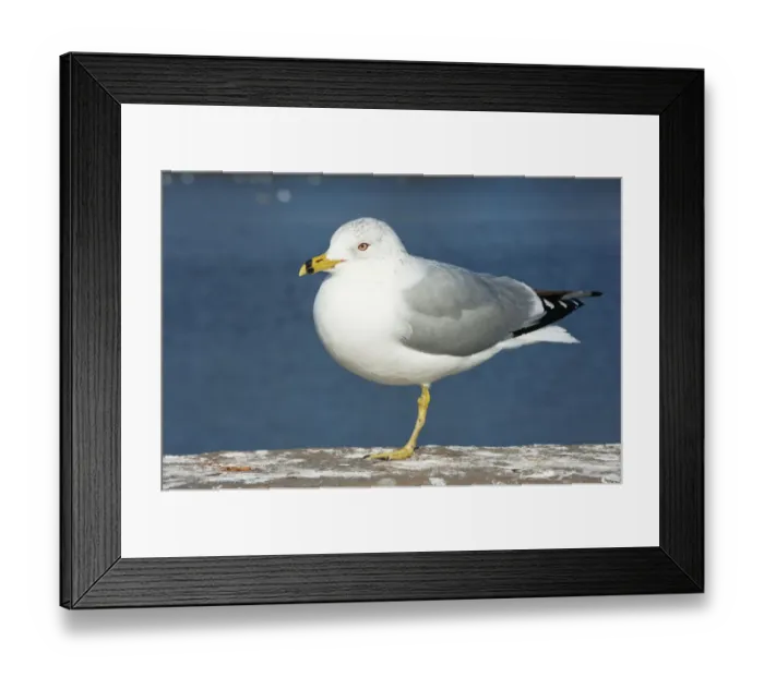 Framed Print : Adult winter ring-billed gull Framed Print : Adult winter ring-billed gull