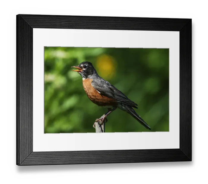Framed Print : American robin in summer Framed Print : American robin in summer