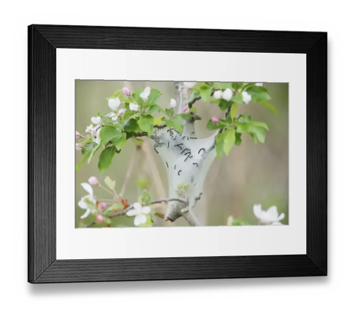 Framed Print : Tent caterpillars in crab apple tree Framed Print : Tent caterpillars in crab apple tree