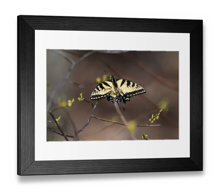Framed Print : Eastern tiger swallowtail in early spring Framed Print : Eastern tiger swallowtail in early spring