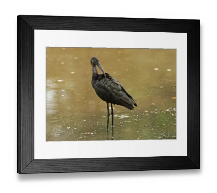 Framed Print : First year glossy ibis preening Framed Print : First year glossy ibis preening
