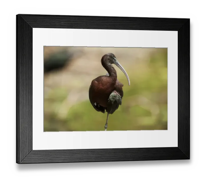 Framed Print : Glossy ibis up close Framed Print : Glossy ibis up close