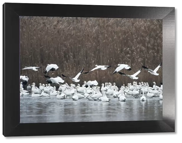 Snow geese flock in salt marsh habitat