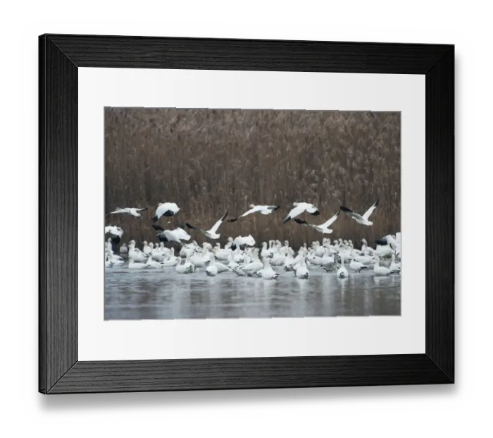 Framed Print : Snow geese flock in salt marsh habitat Framed Print : Snow geese flock in salt marsh habitat