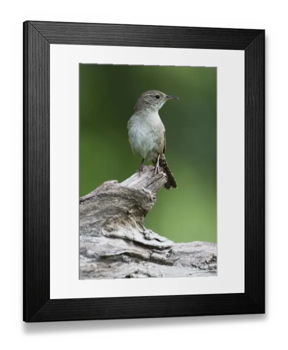 Framed Print : House wren portrait in spring Framed Print : House wren portrait in spring