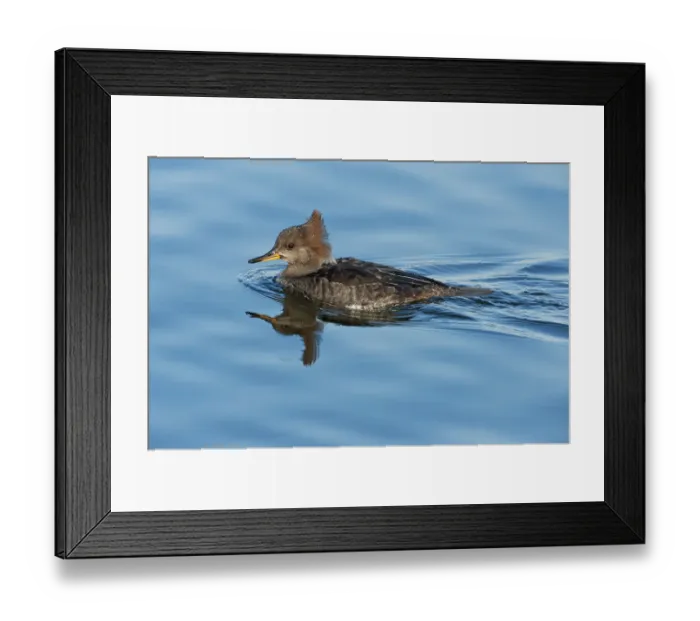 Framed Print : Female hooded merganser in fall Framed Print : Female hooded merganser in fall