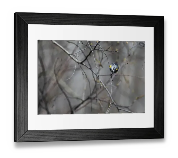 Framed Print : Male yellow-Romped warbler in spring Framed Print : Male yellow-Romped warbler in spring