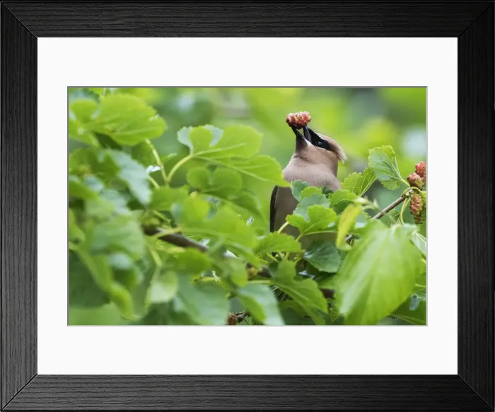 Framed Print : Cedar waxwing with mulberry Framed Print : Cedar waxwing with mulberry