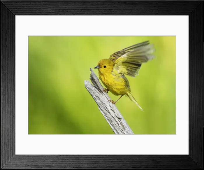 Framed Print : Yellow warbler ready to fly Framed Print : Yellow warbler ready to fly