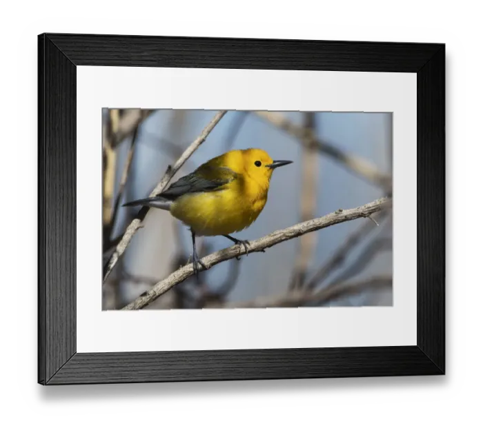 Framed Print : Prothonotary warbler in mid-April Framed Print : Prothonotary warbler in mid-April