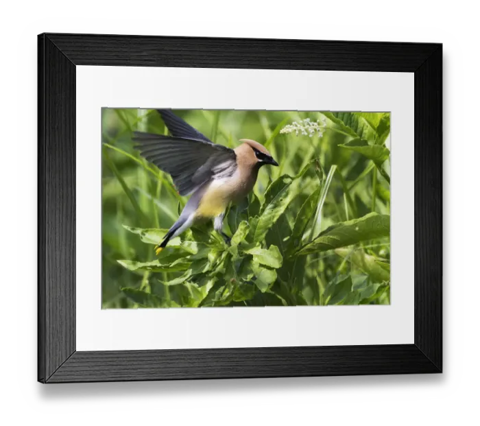 Framed Print : Cedar waxwing balancing in early July Framed Print : Cedar waxwing balancing in early July