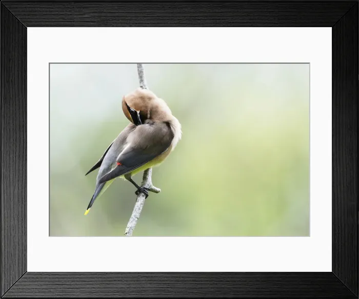 Framed Print : Cedar waxwing Framed Print : Cedar waxwing