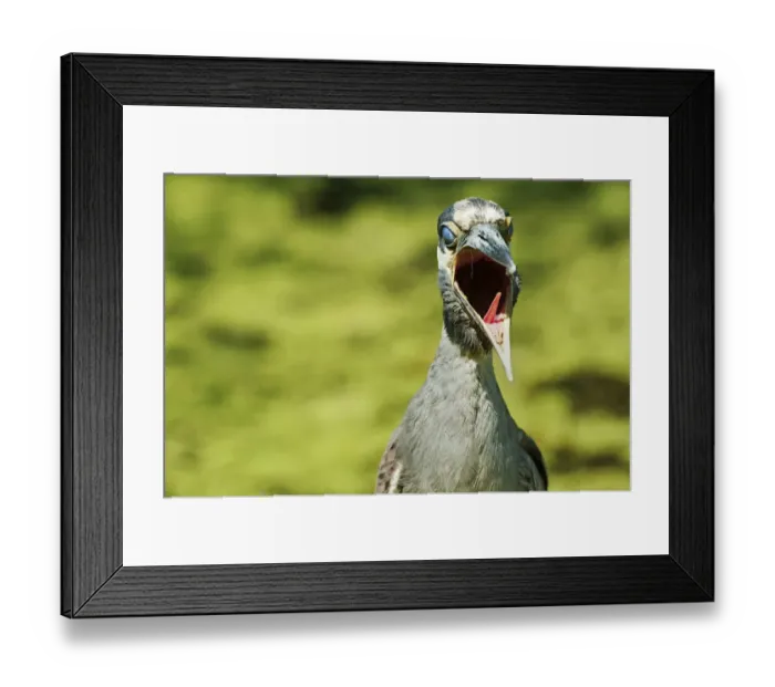 Framed Print : Yawning yellow-crowned night heron Framed Print : Yawning yellow-crowned night heron