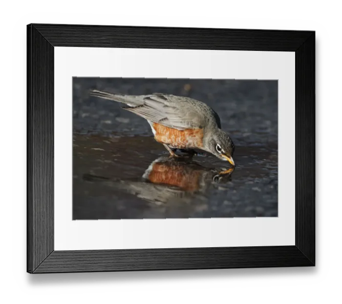 Framed Print : American robin drinking at puddle Framed Print : American robin drinking at puddle