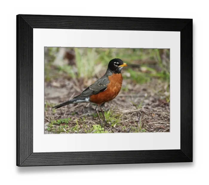 Framed Print : Male american robin in spring Framed Print : Male american robin in spring