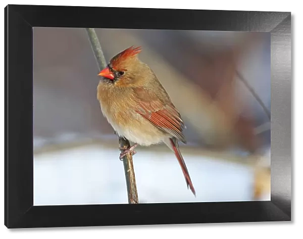 Female northern cardinal in winter setting