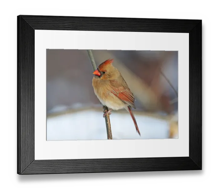 Framed Print : Female northern cardinal in winter setting Framed Print : Female northern cardinal in winter setting