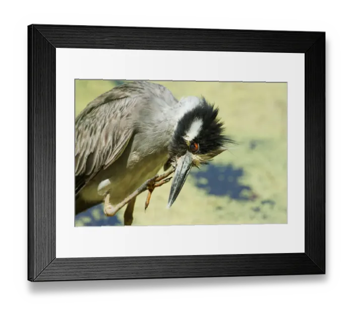 Framed Print : Yellow-crowned night heron preening