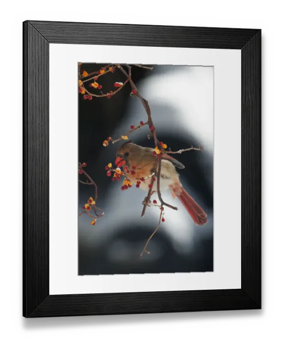 Framed Print : Female northern cardinal feeding on Oriental bitte Framed Print : Female northern cardinal feeding on Oriental bitte