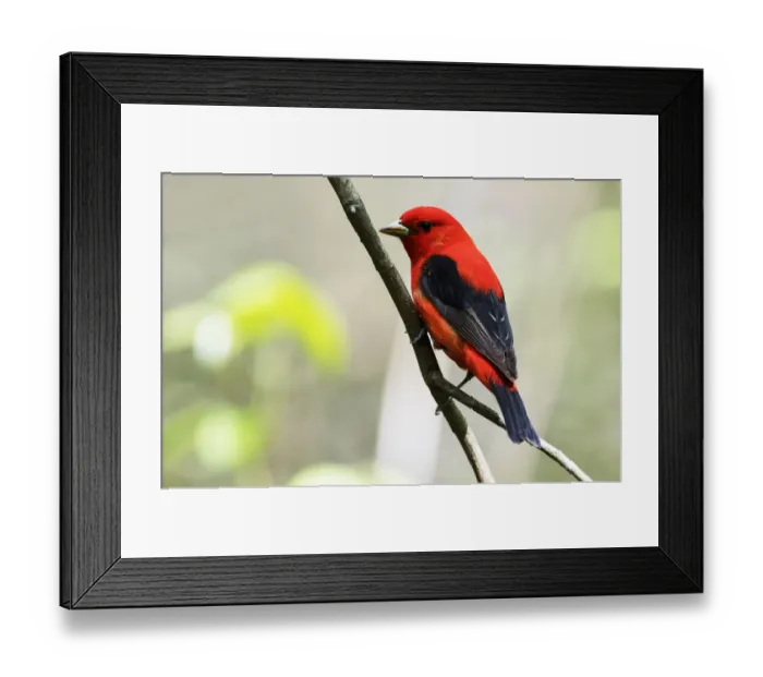 Framed Print : Scarlet tanager in spring Framed Print : Scarlet tanager in spring