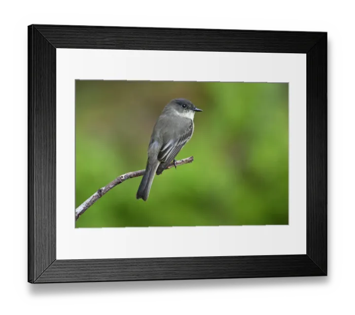 Framed Print : Eastern phoebe in early autumn Framed Print : Eastern phoebe in early autumn