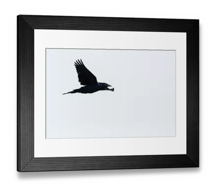 Framed Print : Grackle flight silhouette Framed Print : Grackle flight silhouette