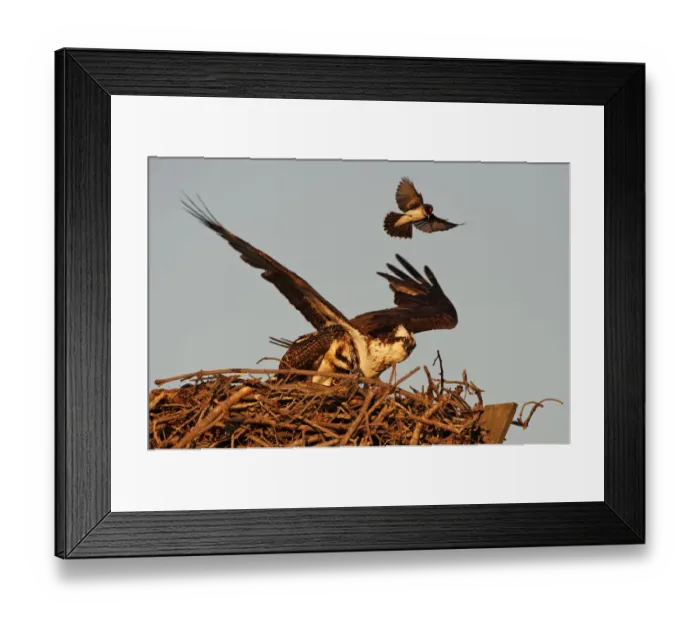Framed Print : Eastern kingbird attacking osprey at nest