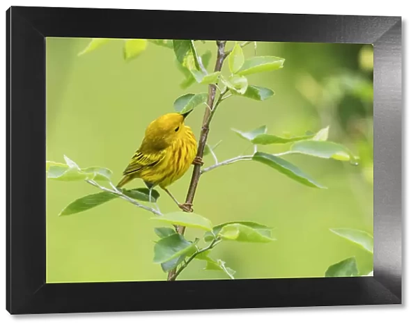 Male yellow warbler in late May