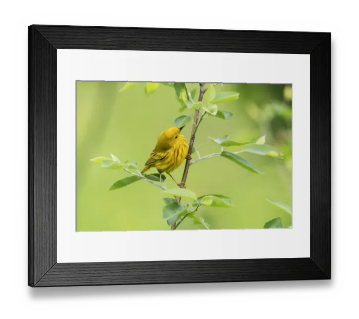 Framed Print : Male yellow warbler in late May