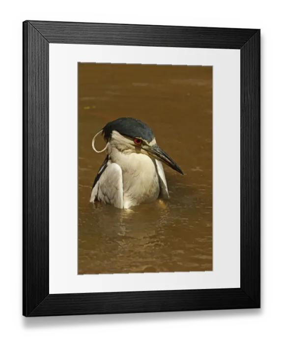 Framed Print : Black-crowned adult night heron bathing Framed Print : Black-crowned adult night heron bathing