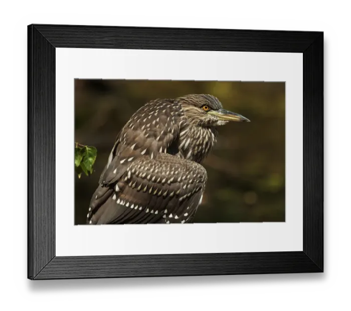Framed Print : Juvenile black-crowned night heron up close Framed Print : Juvenile black-crowned night heron up close