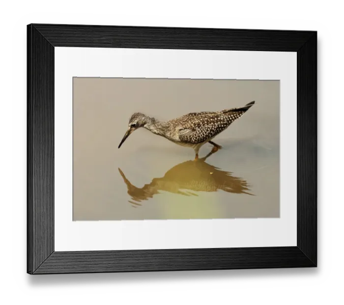 Framed Print : Lesser yellowlegs foraging reflection Framed Print : Lesser yellowlegs foraging reflection