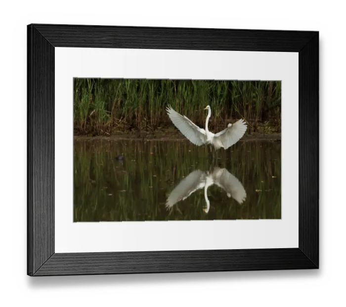 Framed Print : Great egret reflection Framed Print : Great egret reflection