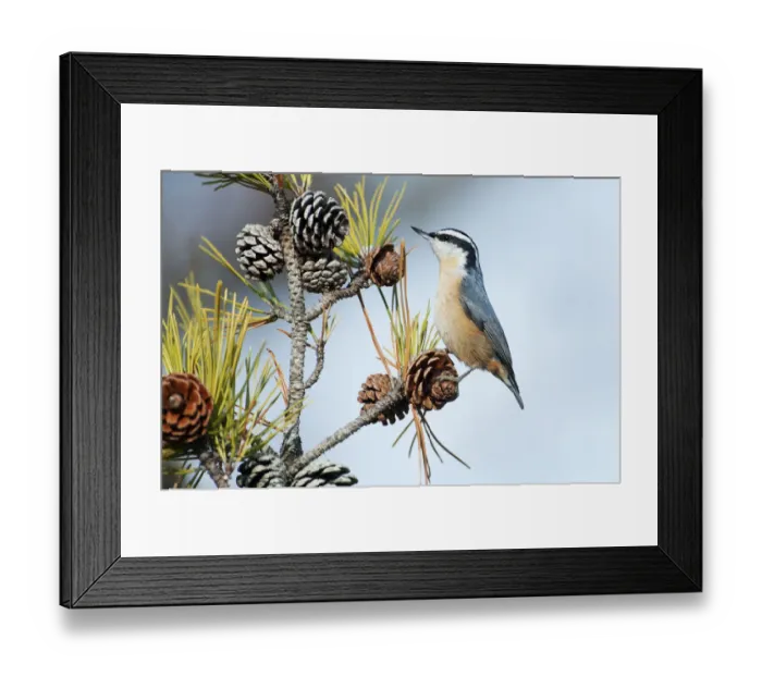 Framed Print : Red-breasted nuthatch Framed Print : Red-breasted nuthatch