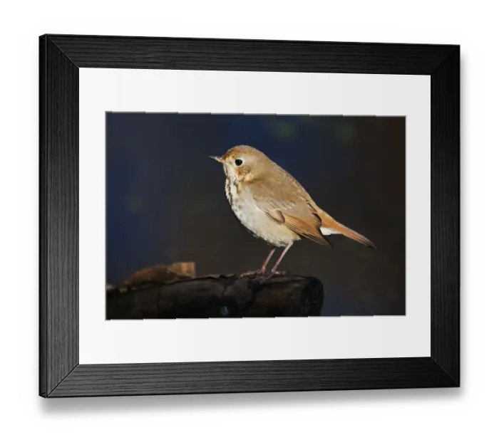Framed Print : Hermit thrush in autumn migration Framed Print : Hermit thrush in autumn migration