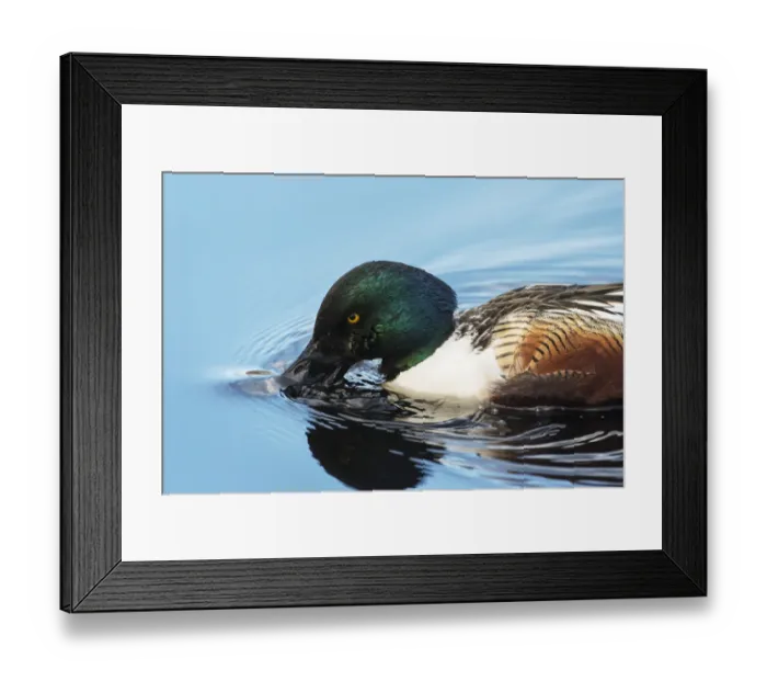 Framed Print : Close up of northern shoveler drake surface feeding on pond Framed Print : Close up of northern shoveler drake surface feeding on pond